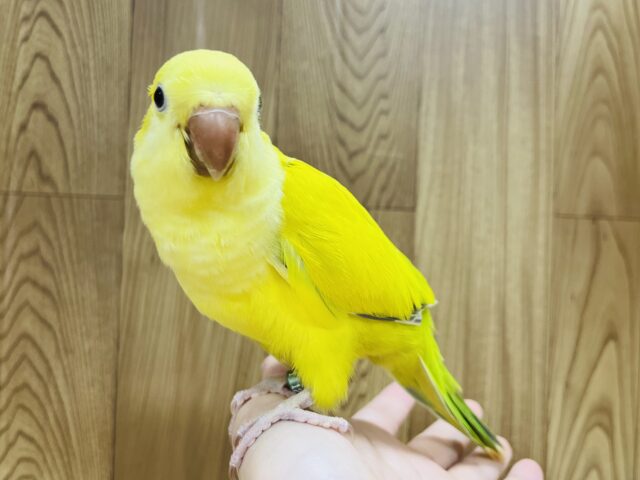 オキナインコ