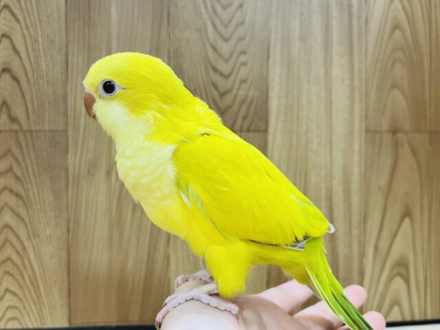 オキナインコ