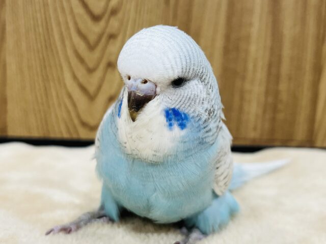 ジャンボセキセイインコ