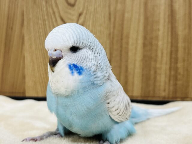 もふもふ♡目つきの悪さが評判です♡ジャンボセキセイインコ(スパングル) ヒナ