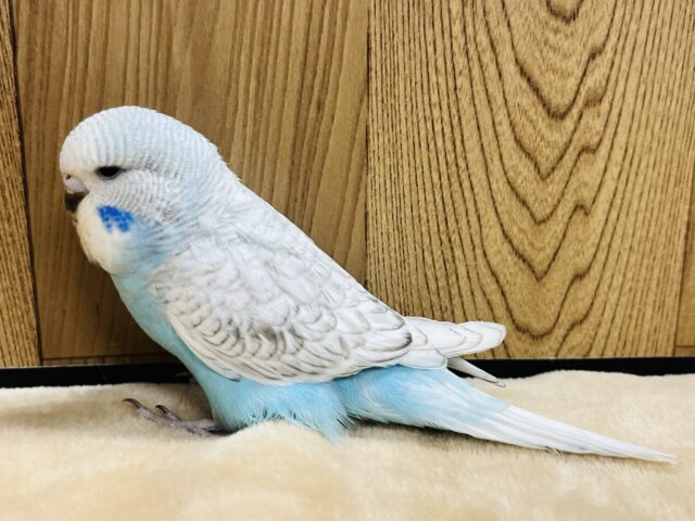 ジャンボセキセイインコ