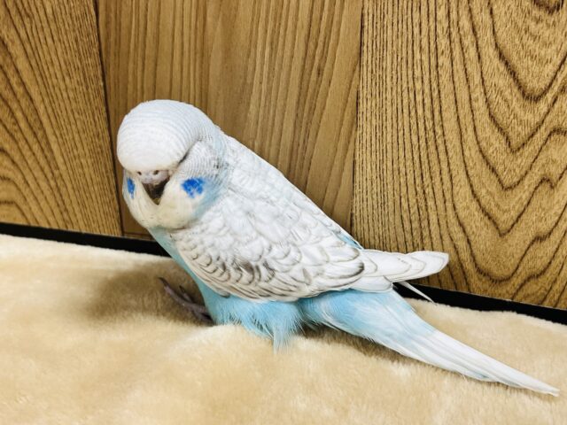 ジャンボセキセイインコ