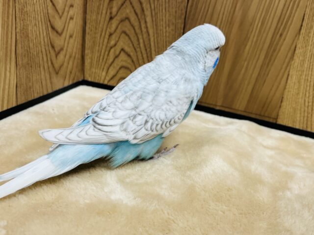 ジャンボセキセイインコ