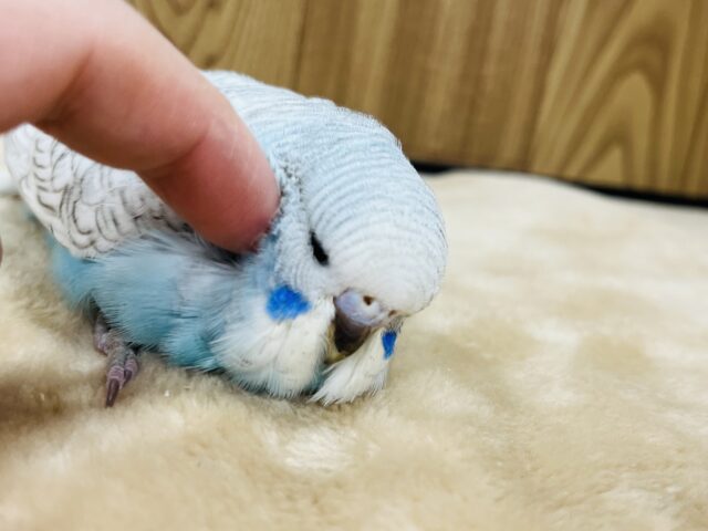 ジャンボセキセイインコ