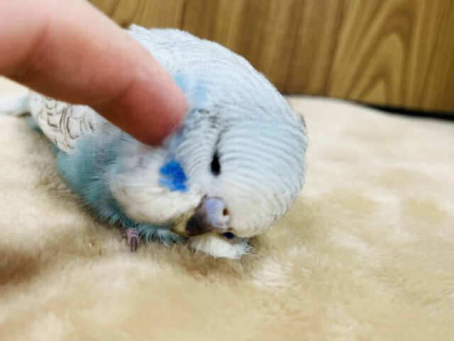 ジャンボセキセイインコ