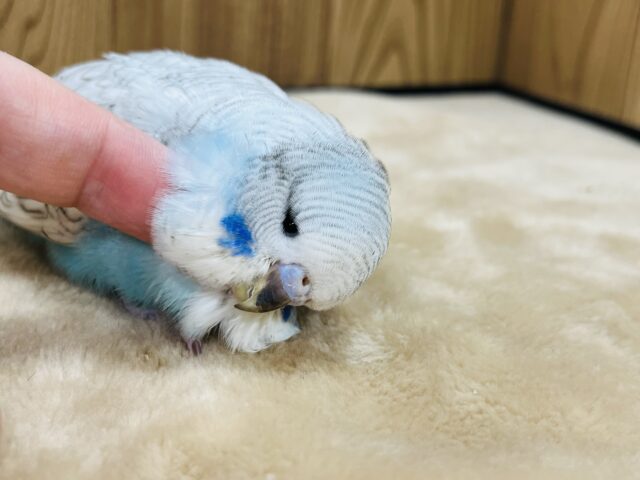 ジャンボセキセイインコ