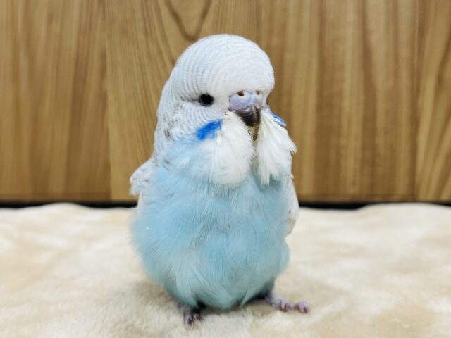 ジャンボセキセイインコ