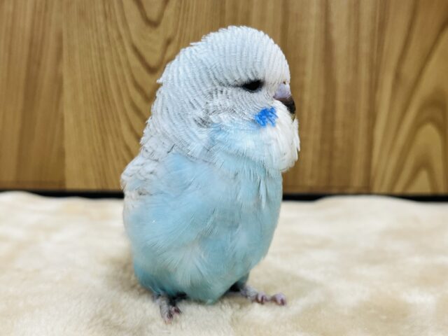 ジャンボセキセイインコ