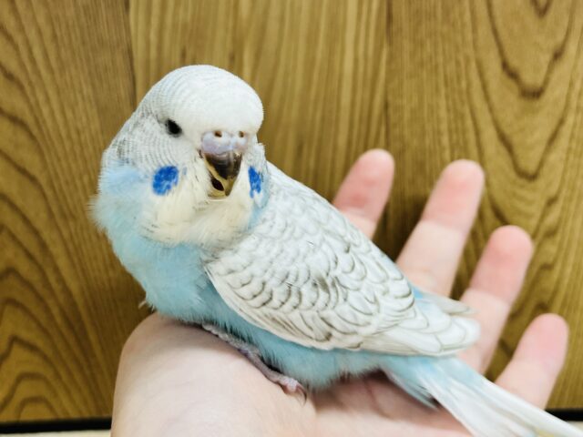 ジャンボセキセイインコ