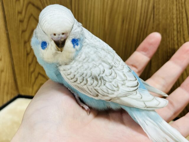 ジャンボセキセイインコ