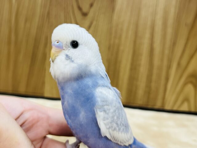 【最新画像更新🪄】好奇心旺盛さん♪セキセイインコ(スパングル) ヒナ