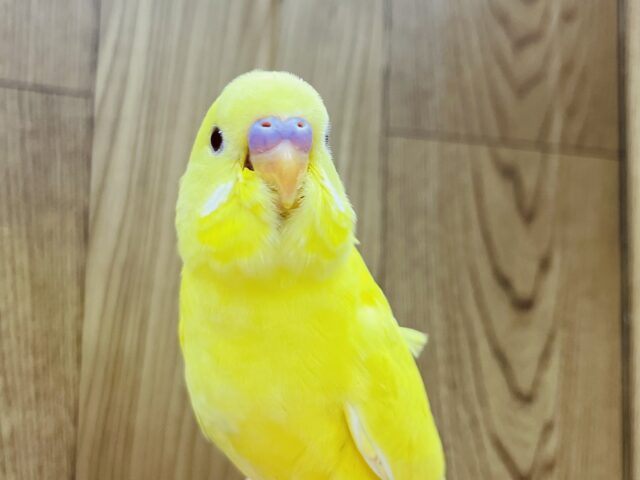 【最新画像更新🪄】カメラ目線が得意です‪☆セキセイインコ(ルチノー) ヒナ