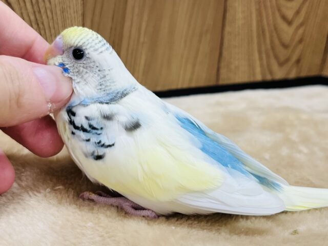 【最新画像更新🪄】なでなですると眠くなっちゃう。。。セキセイインコ(パステルレインボーパイド) ヒナ