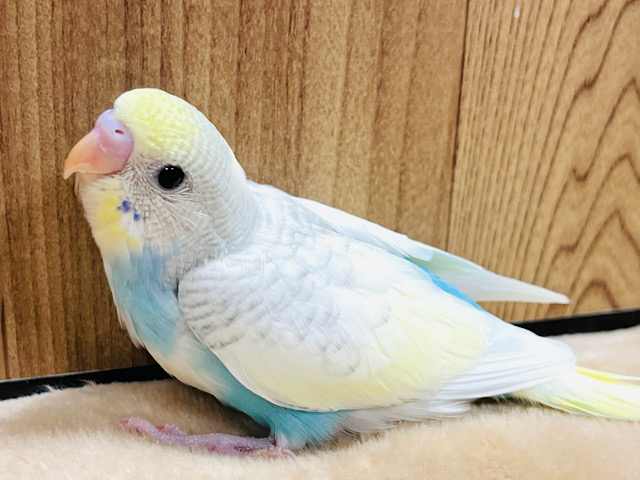 【最新画像更新🪄】将来は甘えんぼさん？♡セキセイインコ(パステルレインボースパングルパイド) ヒナ