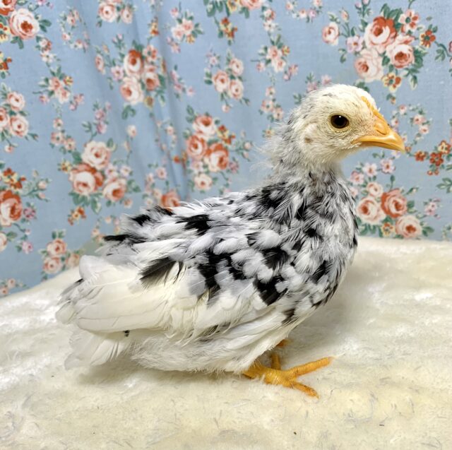 碁石チャボ（ゴイシチャボ）