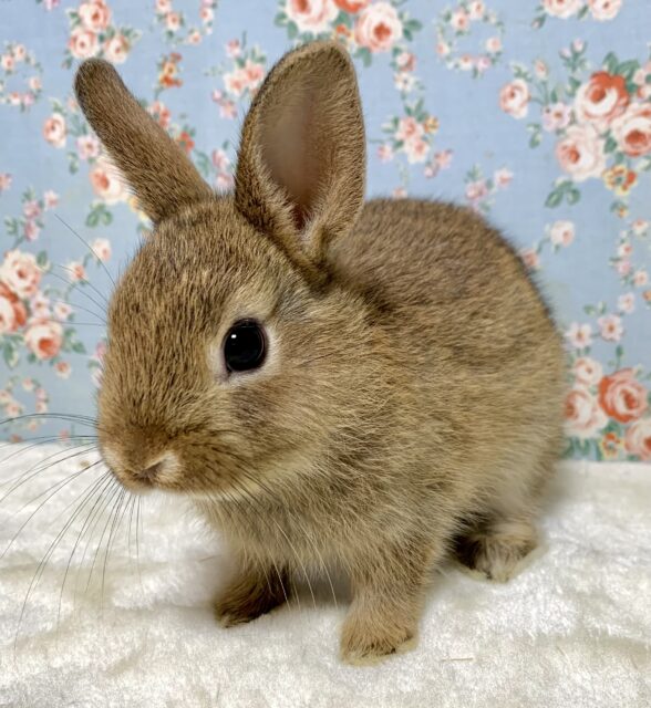 ネザーランドドワーフラビット チェスナット 男の子 🤎🌳🐰