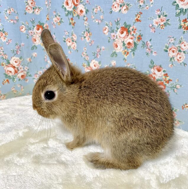 ネザーランドドワーフ