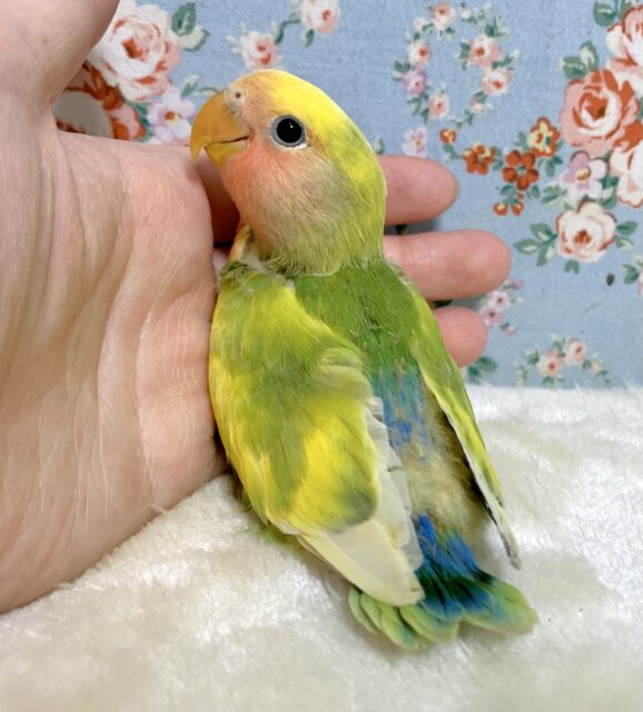 コザクラインコ（小桜インコ）