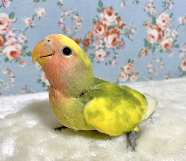 コザクラインコ（小桜インコ）