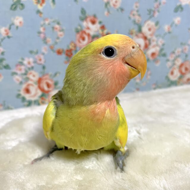 コザクラインコ タイガーチェリー .*・゚🐯🍒・*. コザクラインコ(小桜インコ)