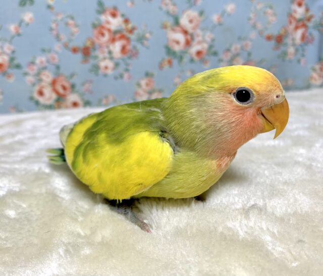 コザクラインコ（小桜インコ）