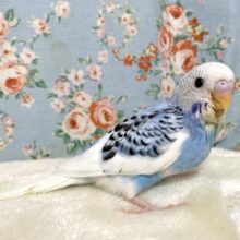 セキセイインコ  ブルーパイド  💙🤍🎵