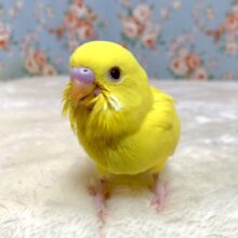 セキセイインコ  ルチノー  💛🍋🌼