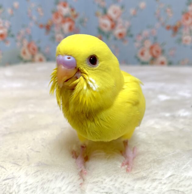 セキセイインコ ルチノー 💛🍋🌼