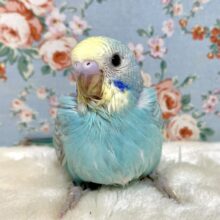 セキセイインコ   パステルレインボー  🩵🪼｡・:＋°