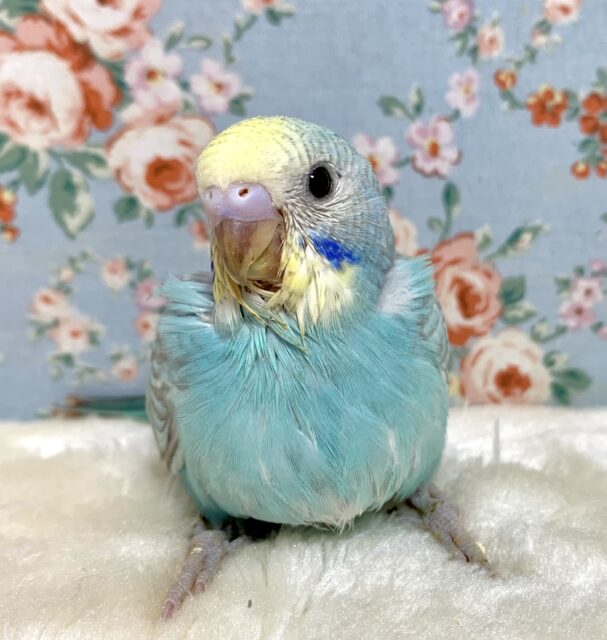 セキセイインコ パステルレインボー 🩵🪼｡・:＋°