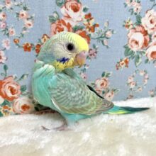 セキセイインコ  パステルレインボー(エメラルドグリーン系)  🍏👀･.｡*