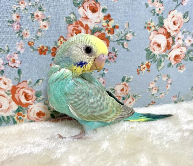 セキセイインコ パステルレインボー(エメラルドグリーン系) 🍏👀･.｡*