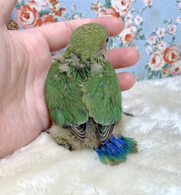 コザクラインコ（小桜インコ）