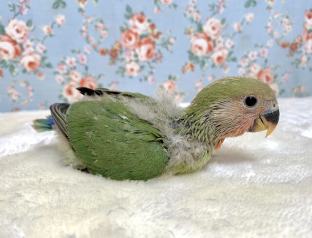 コザクラインコ（小桜インコ）