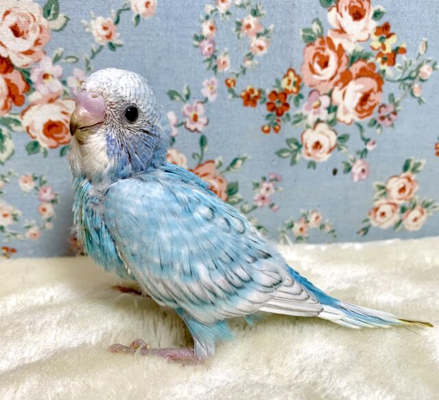 セキセイインコ ブルースパングル🛁💙