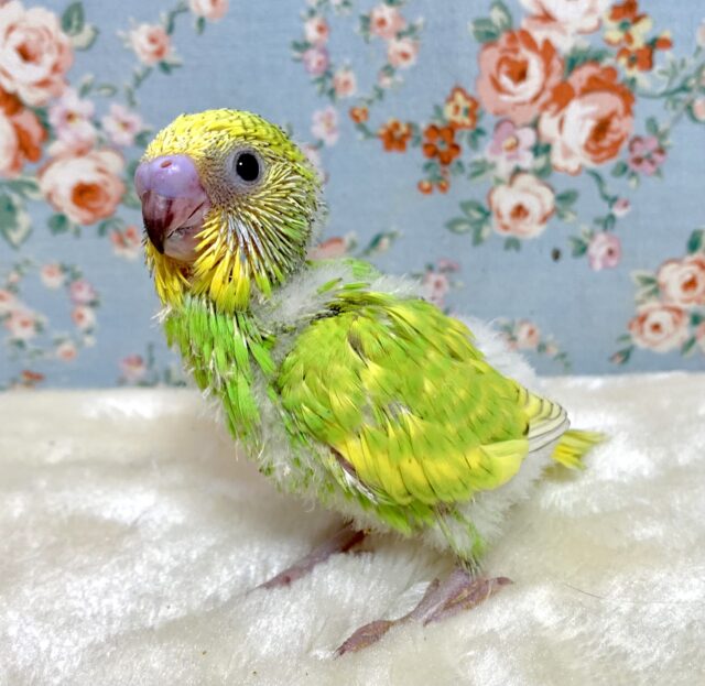 セキセイインコ イエロースパングル☘️🌼