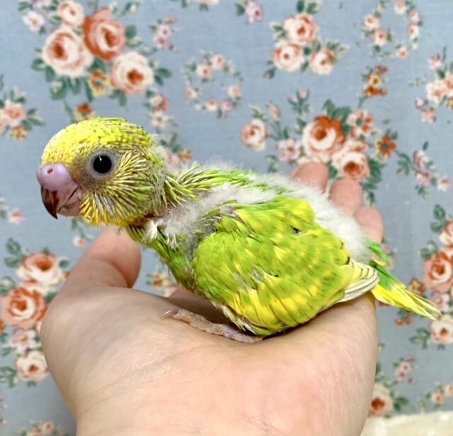 セキセイインコ