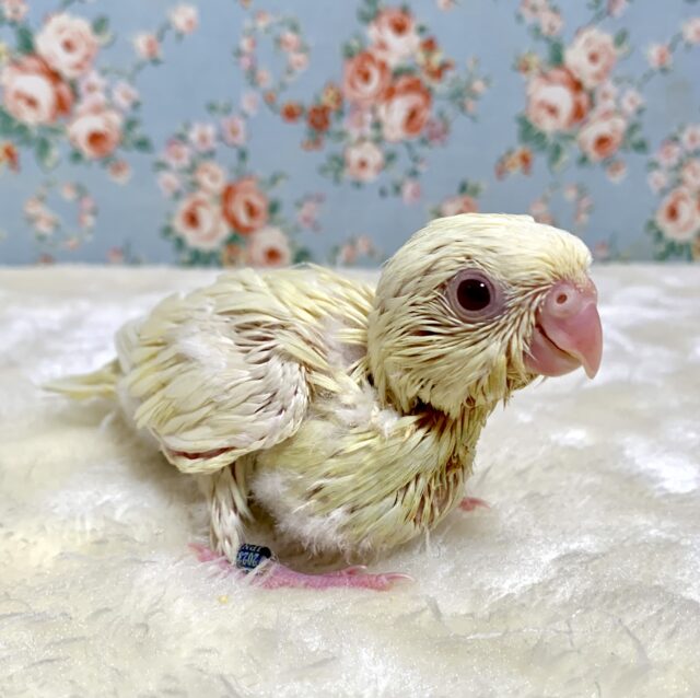 サザナミインコ