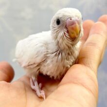 白い🤍セキセイインコ (ダブルファクター) 2023年6月生まれ