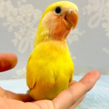 カラフル💛コザクラインコ (ゴールデンチェリー) 2023年6月生まれ
