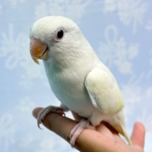 ラブバードフェア❣️(コザクラインコターコイズグリーンイノ) B 2023年4月生まれ