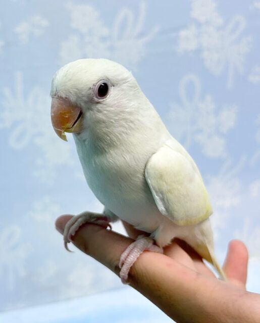 ラブバードフェア❣️(コザクラインコターコイズグリーンイノ) B 2023年4月生まれ