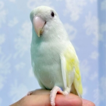 ラブバードフェア❣️コザクラインコ(アルビノ) 2023年4月生まれ