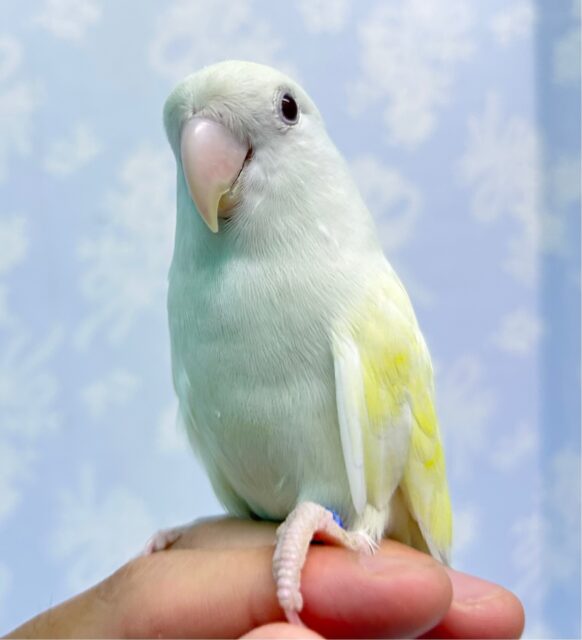 ラブバードフェア❣️コザクラインコ(アルビノ) 2023年4月生まれ