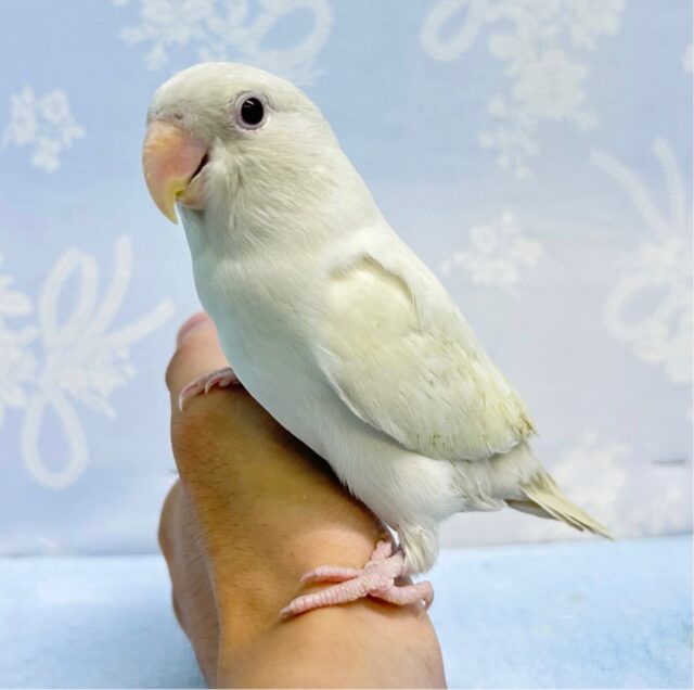 柏店限定❗️ラブバードフェア💖 白くて可愛いコザクラインコさん 説明画像です