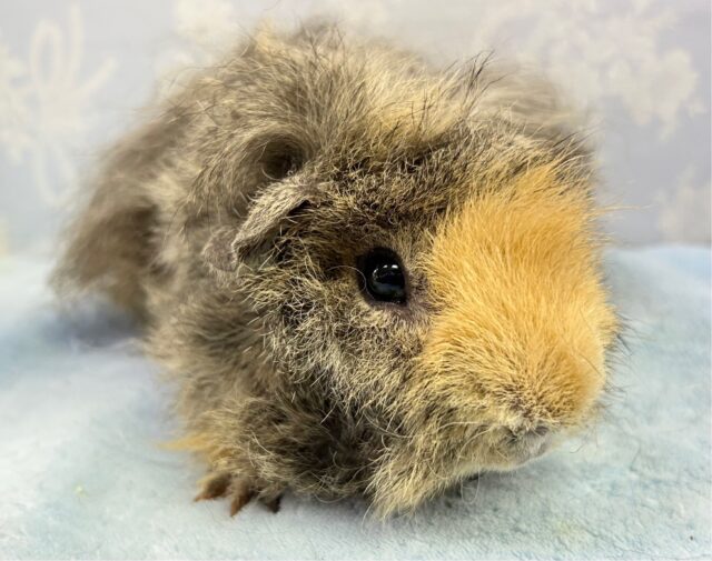 大きいぞ💛テッセルモルモット 男の子 2022年12月生まれ