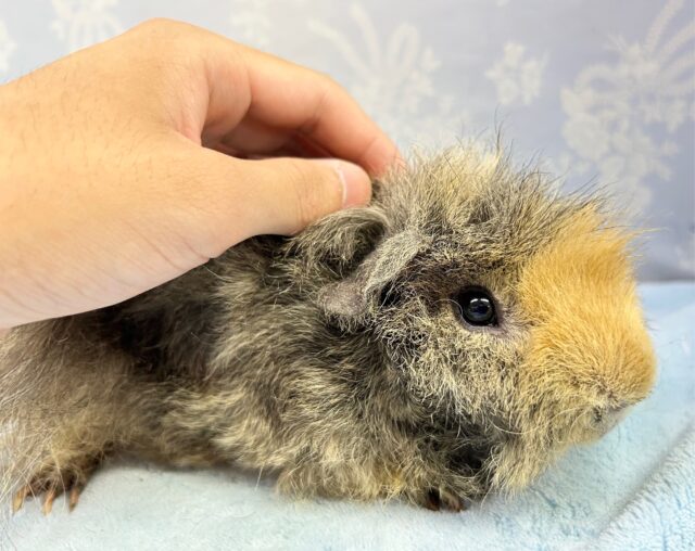 テッセルモルモット