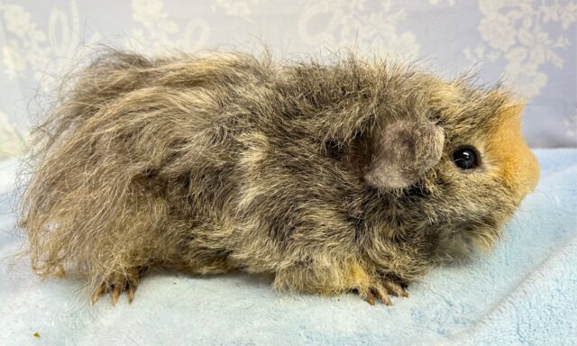 テッセルモルモット