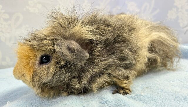 テッセルモルモット