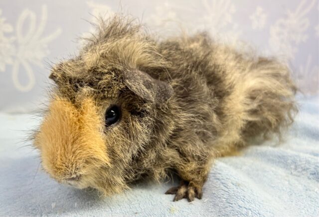 テッセルモルモット